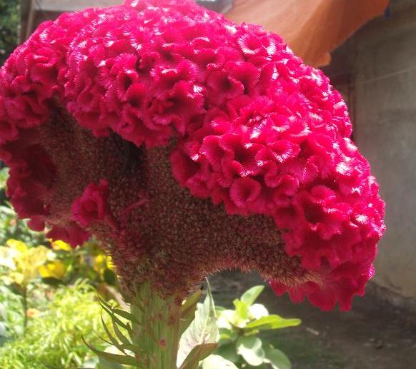 cockscomb